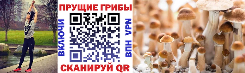 Галлюциногенные грибы Psilocybe  даркнет сайт  Белорецк 